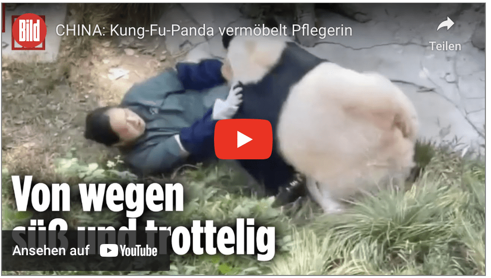 CHINA: Kung-Fu-Panda vermöbelt Pflegerin
