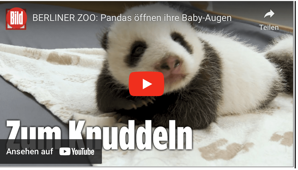BERLINER ZOO: Pandas öffnen ihre Baby-Augen
