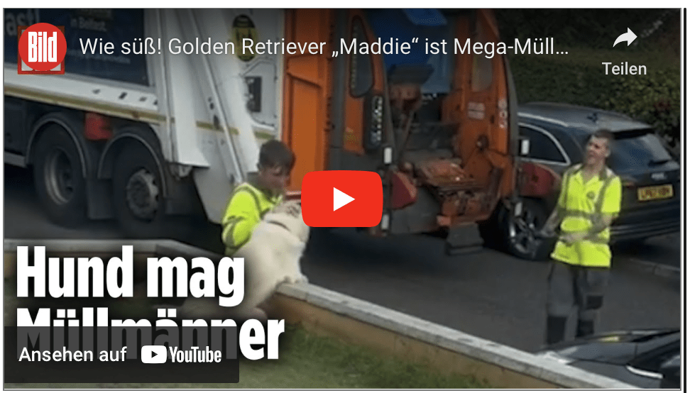 Wie süß! Golden Retriever „Maddie“ ist Mega-Müllmann-Fan