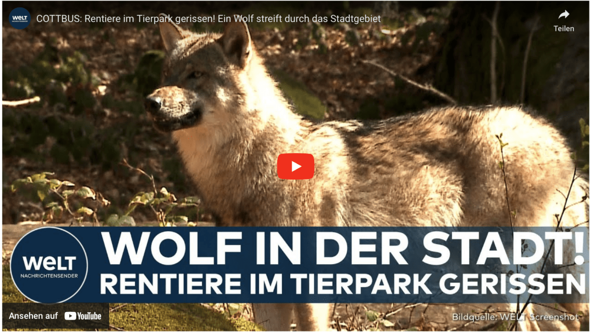 COTTBUS: Rentiere im Tierpark gerissen! Ein Wolf streift durch das Stadtgebiet