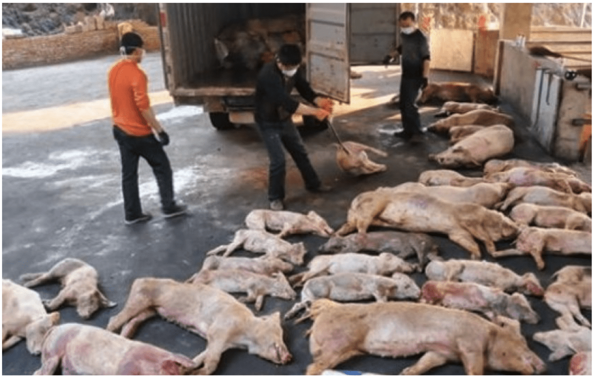 ACHTUNG: PRIONEN-KONTAMINIERTES SCHWEINEFLEISCH: In den gesamten Vereinigten Staaten können Schweine mit Millionen tödlicher Prionen über mRNA-Spritzen „geimpft“ werden – UNGEKENNZEICHNET