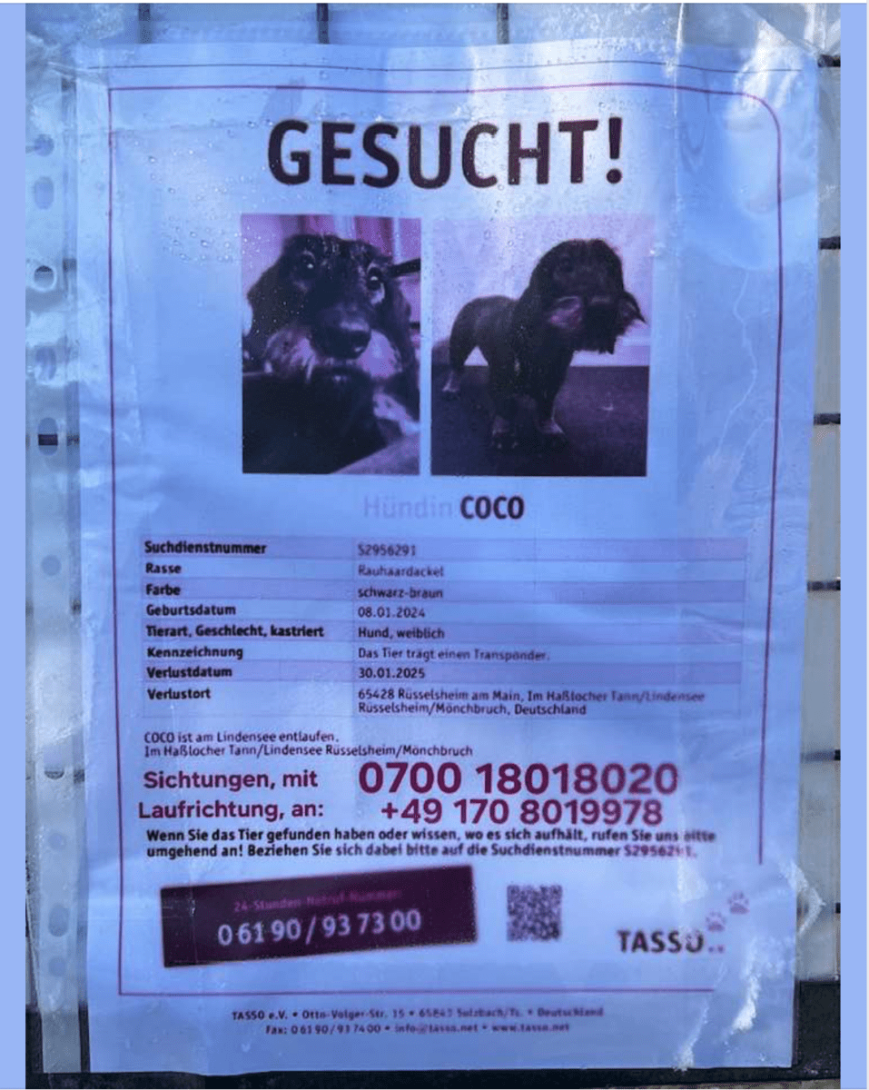 Fahndung in Rüsselsheim! Rauhaardackel-Dame „COCO“ wird seit 30.01.2025 vermisst! Der Hund befand sich in der Haßlocher-Tann / Lindensee!