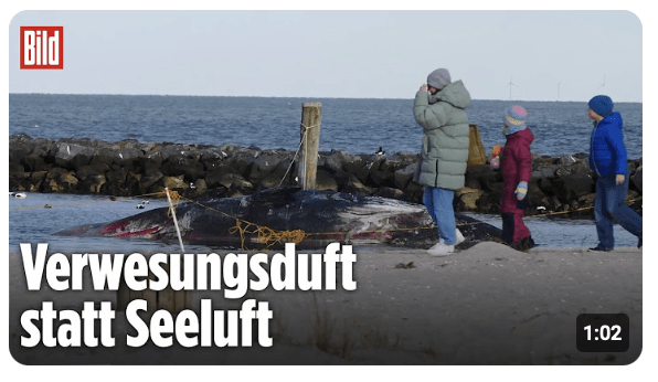 NORDSEE: Riesiger Wal-Kadaver droht vor Sylt zu explodieren