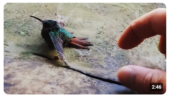 Mann rettet Kolibri aus Spinnennetz – was dann geschah, war unglaublich!