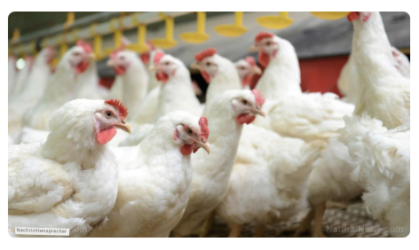 Entvölkerungsprogramme für Vogelgrippe sollen die Nahrungsversorgung zerstören und genetische Experimente in Tiere einführen