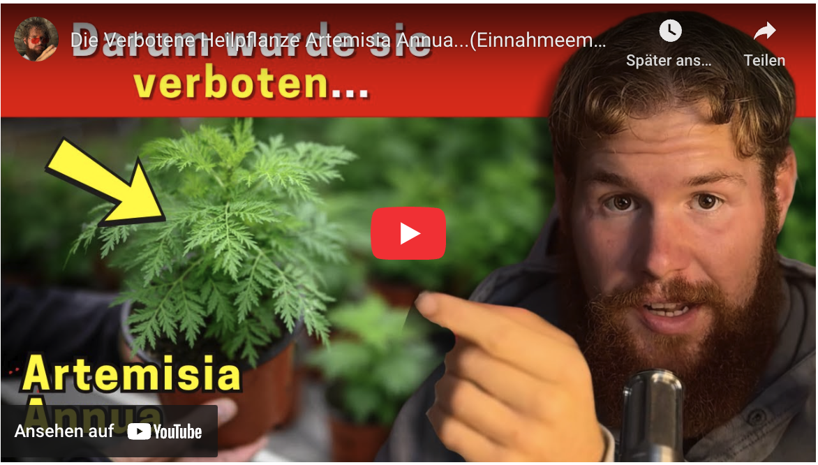 Die Verbotene Heilpflanze Artemisia Annua…(Einnahmeempfehlung, Anwendungsgebiete)