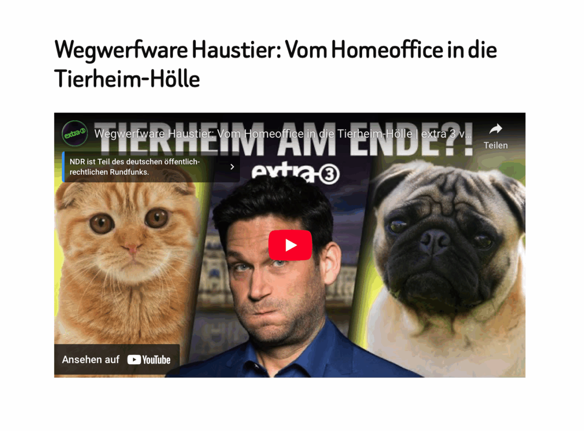 Wegwerfware Haustier: Vom Homeoffice in die Tierheim-Hölle 