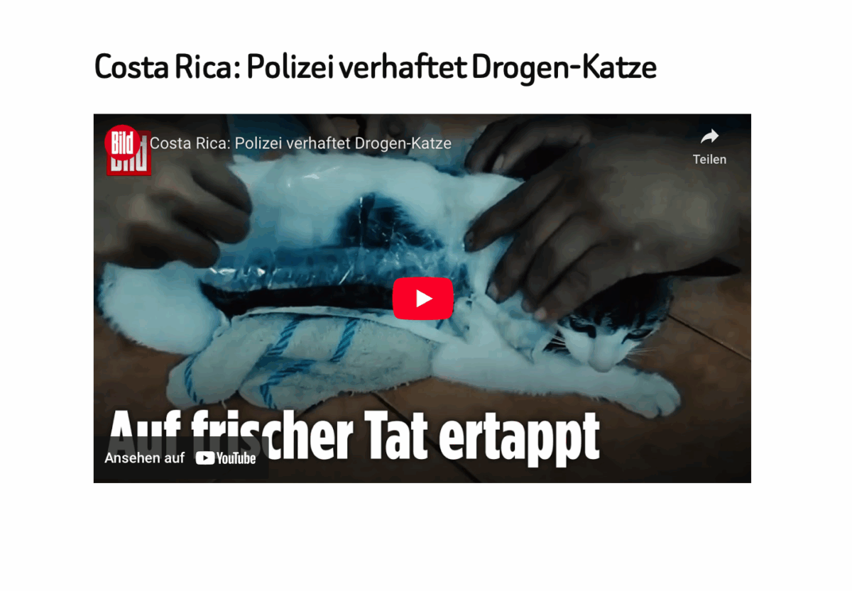 Costa Rica: Polizei verhaftet Drogen-Katze
