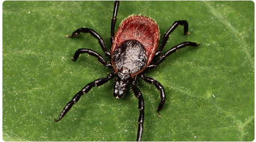 LYME-BORKRANKHEIT auf dem VorMARSCH, was den Verdacht weckt, dass sie immer noch Teil des US-Militär-Biowaffenprogramms ist, das für die Lyme-Borreliose an Bedeutung gewinnt PLANDEMIC