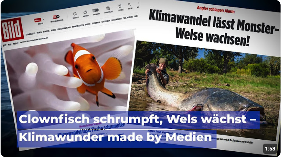 Clownfisch schrumpft, Wels wächst – Klimawunder made by Medien