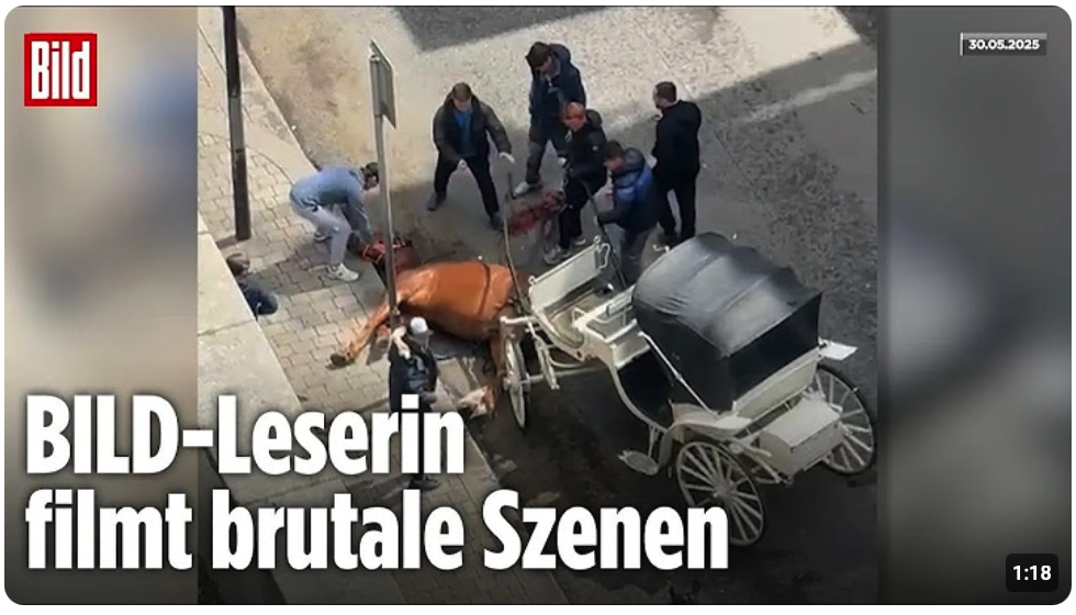 Dublin: Männer quälen Kutschpferd