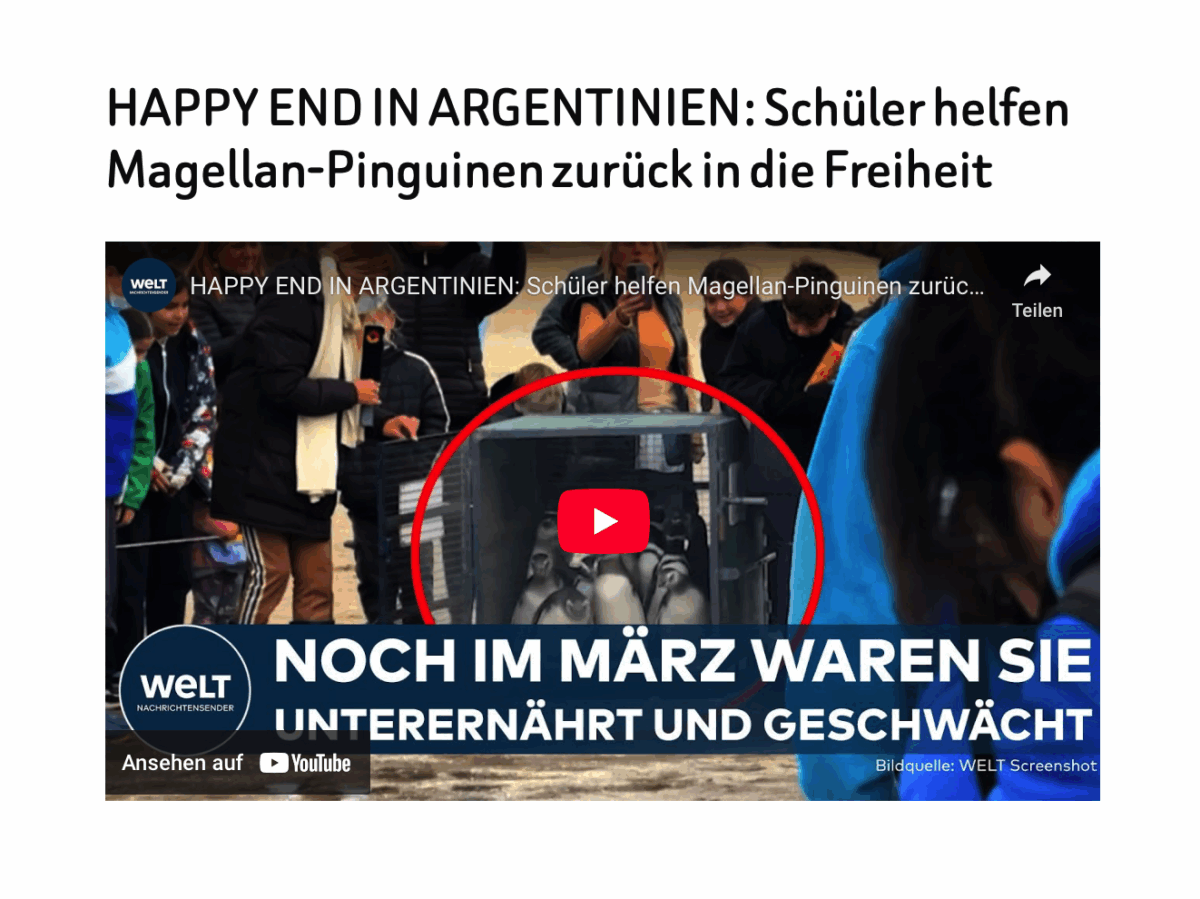 HAPPY END IN ARGENTINIEN: Schüler helfen Magellan-Pinguinen zurück in die Freiheit