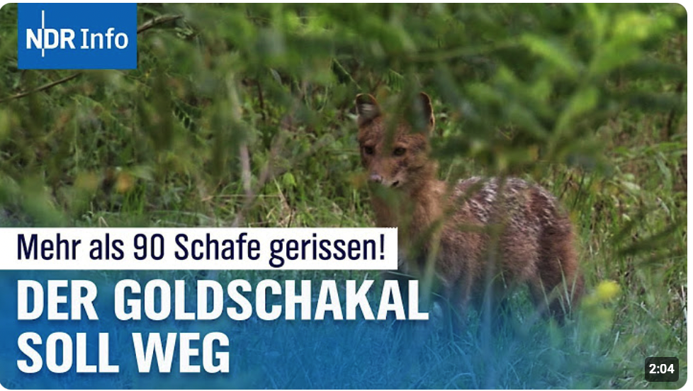 90 Lämmer auf Sylt gerissen: Droht dem Goldschakal der Abschuss? 