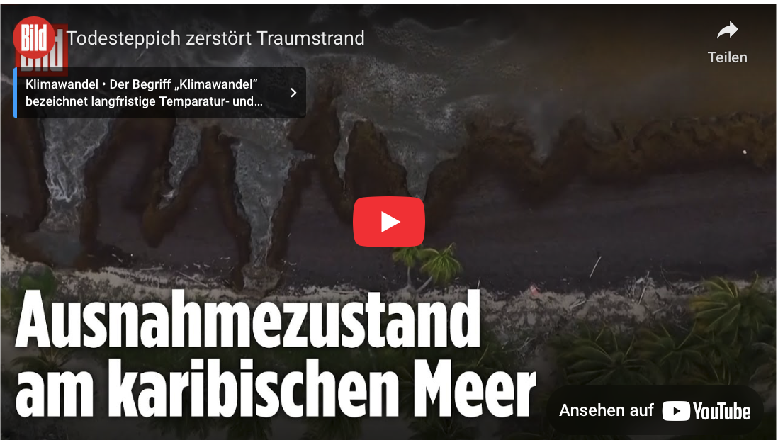 Karibik: Todesteppich zerstört Traumstrand