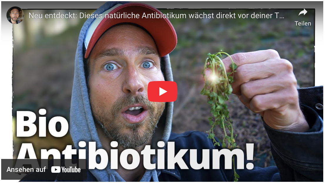 Neu entdeckt: Dieses natürliche Antibiotikum wächst direkt vor deiner Tür!