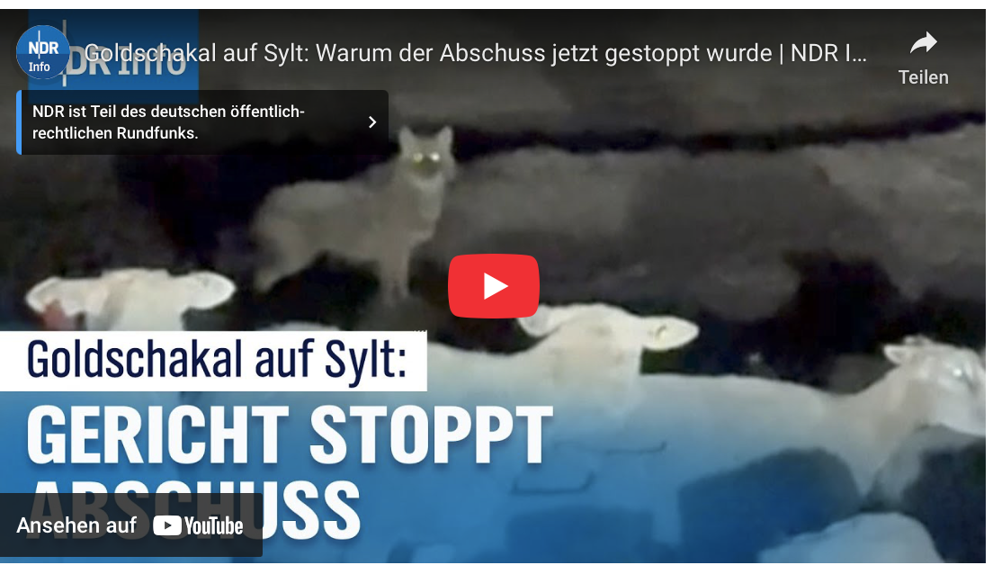 Goldschakal auf Sylt: Warum der Abschuss jetzt gestoppt wurde 