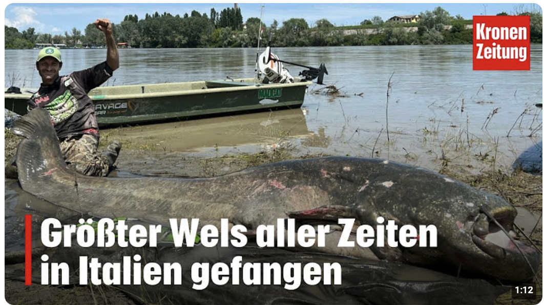 Größter Wels aller Zeiten in Italien gefangen 