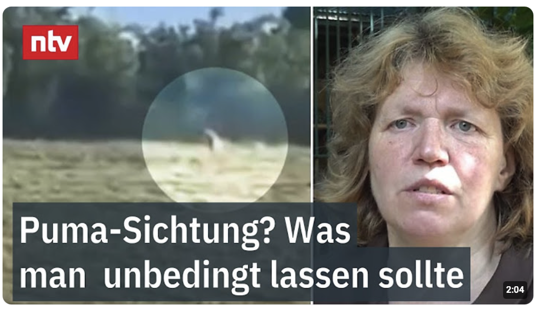 Was man bei einer Puma-Sichtung unbedingt lassen sollte – Raubtier in Sachsen-Anhalt?