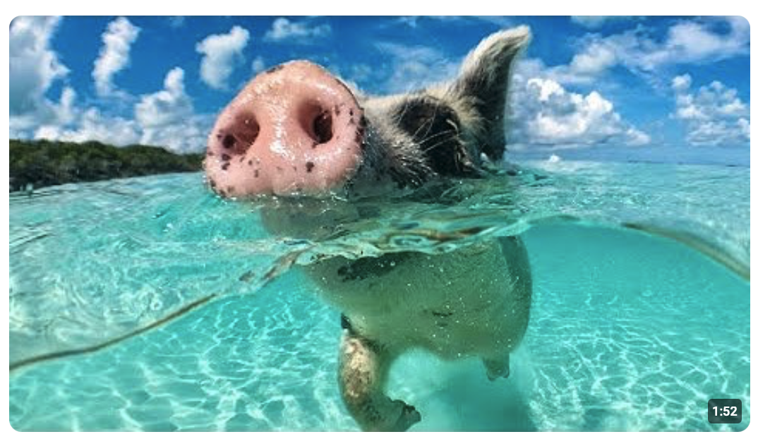 Die Lösung für Grabscher in Freibäder !!#PigBeach #satire #onkelmenga