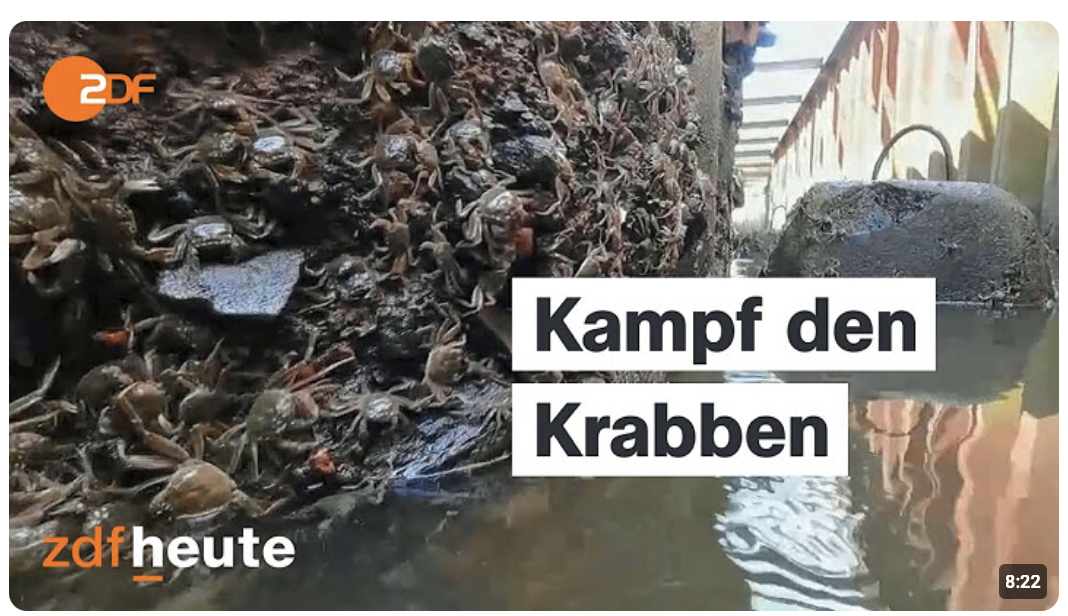 Mit neuen Fallen gegen die Invasion der Wollhandkrabben