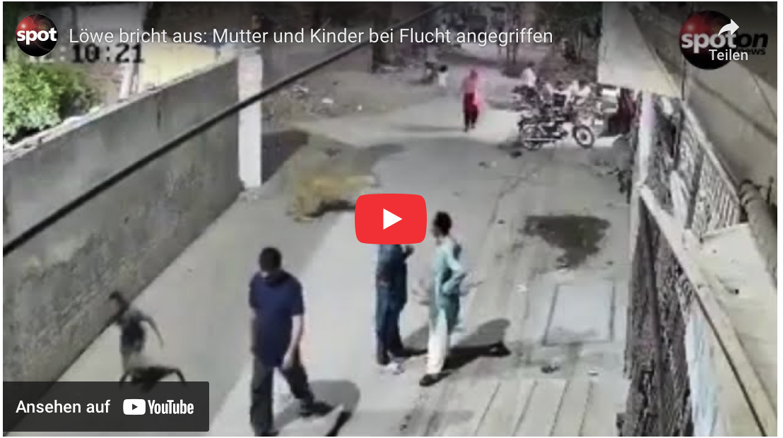 Löwe bricht aus: Mutter und Kinder bei Flucht angegriffen