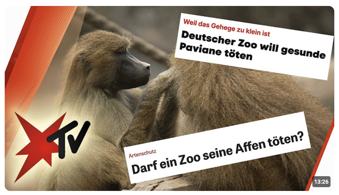 Tötung von Pavianen im Zoo Nürnberg – Skandal oder Notlösung? 