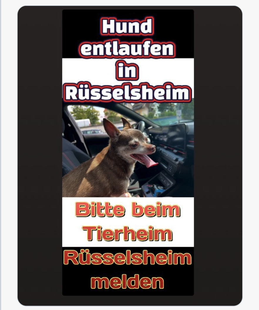 +++Eilt+++ Heute am 25.07.2025 gegen 13:00 Uhr wurde in Rüsselsheim, auf dem Rugbyring ein Hund gefunden! Bitte beim Tierheim Rüsselsheim melden unter Telefon: 06142-31212 Melden! Teilen – Teilen -Teilen…