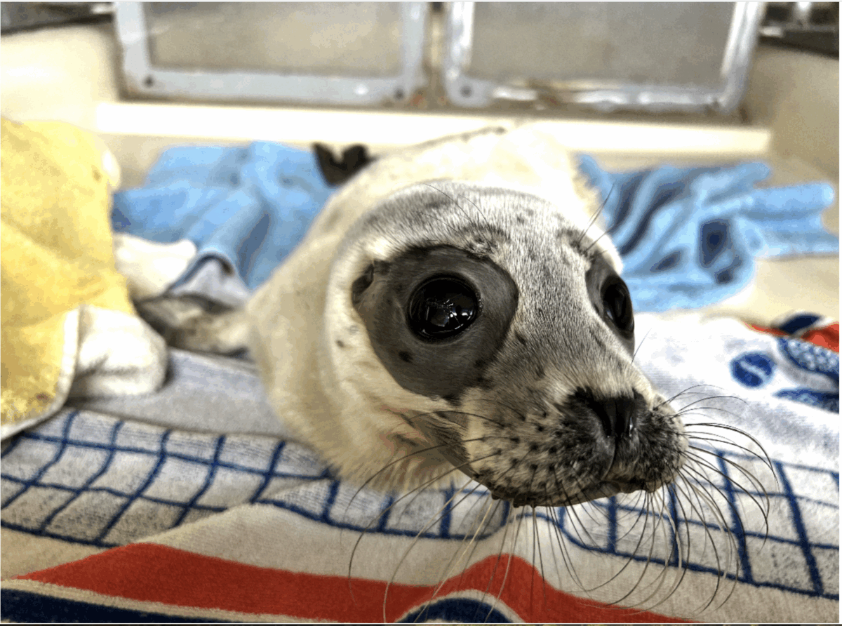 Nordsee in Not: Totes Meer oder akuter Fischmangel? Seehunde und Heuler sterben  in  Scharen