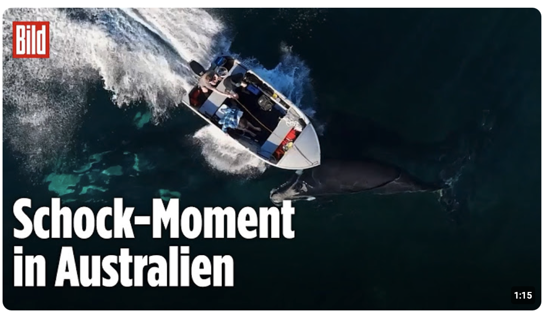 Australien: Speedboot brettert über Wal-Familie