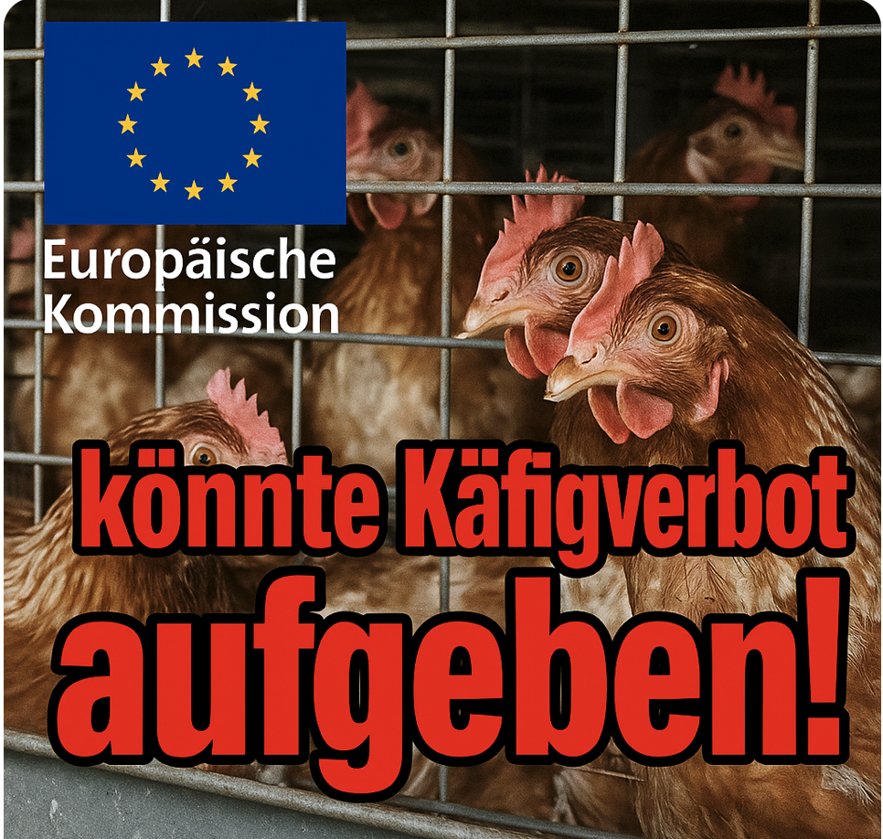 Dokumente geleakt: Europäische Kommission könnte  Käfigverbot  aufgeben!