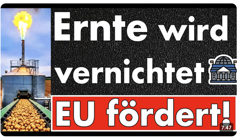 EU-Prämien für Kartoffel-Müll: 48 Mio €, während Bauern Ernte in Biogas kippen! Absurdistan enthüllt