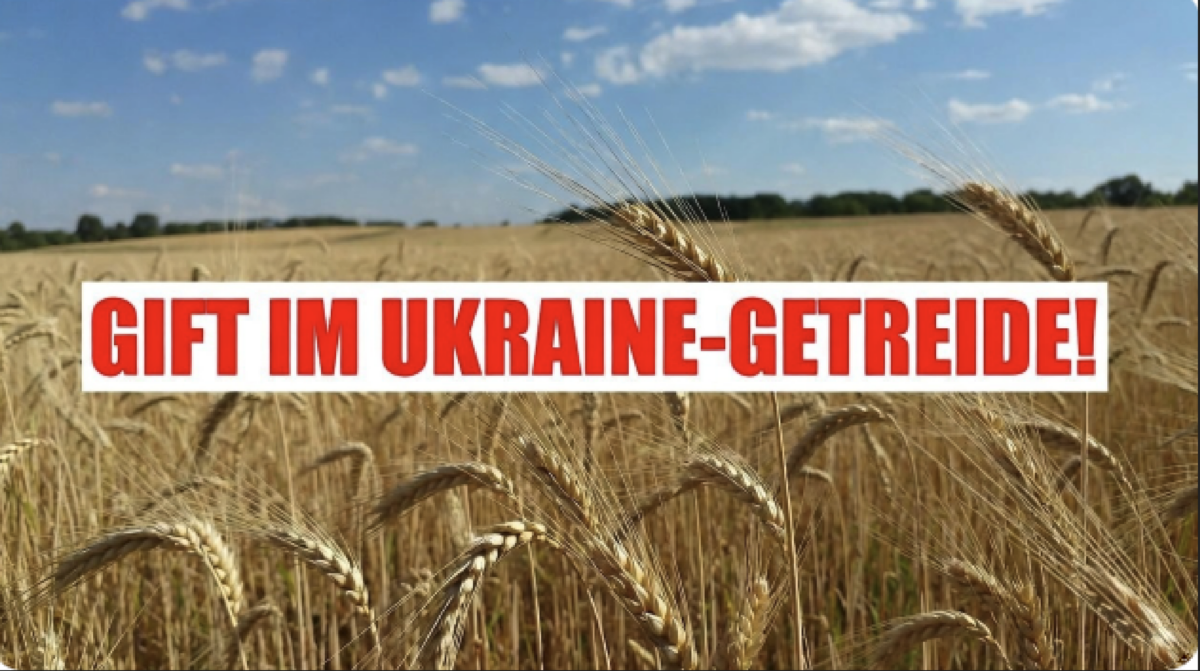 GIFT IM GETREIDE! Kopenhagen bestätigt: Verseuchter Ukraine-Weizen muss komplett vernichtet werden!