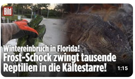 KÄLTE-SCHOCK IN FLORIDA: Leguane fallen wie tot von den Bäumen! Reptilien erstarren!
