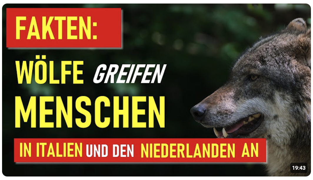 FAKTEN: Wölfe greifen Menschen in Italien und den Niederlanden an.