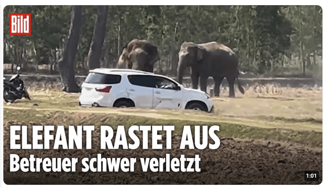 HEFTIGER ANGRIFF: Elefantenbulle verletzt Betreuer schwer