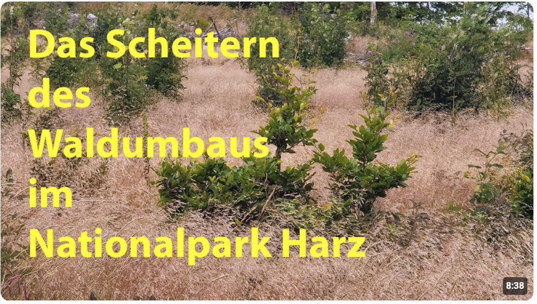 Das Scheitern des Waldumbaus im Nationalpark Harz