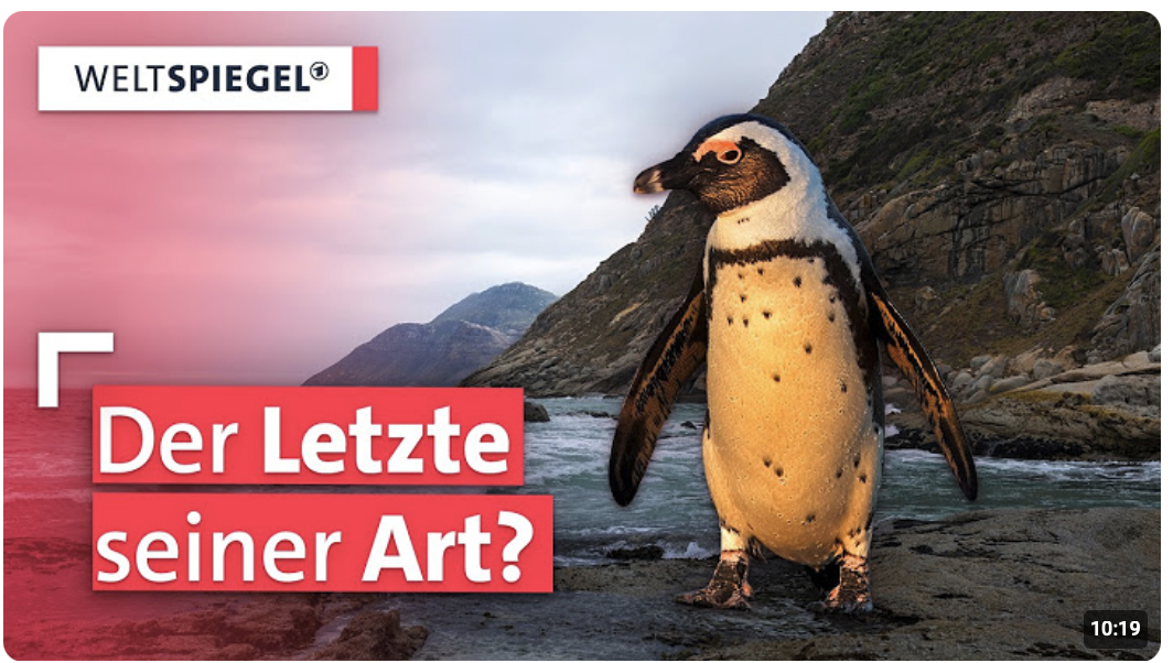 Massensterben der Brillenpinguine: Keine Fische, keine Zukunft? | Weltspiegel