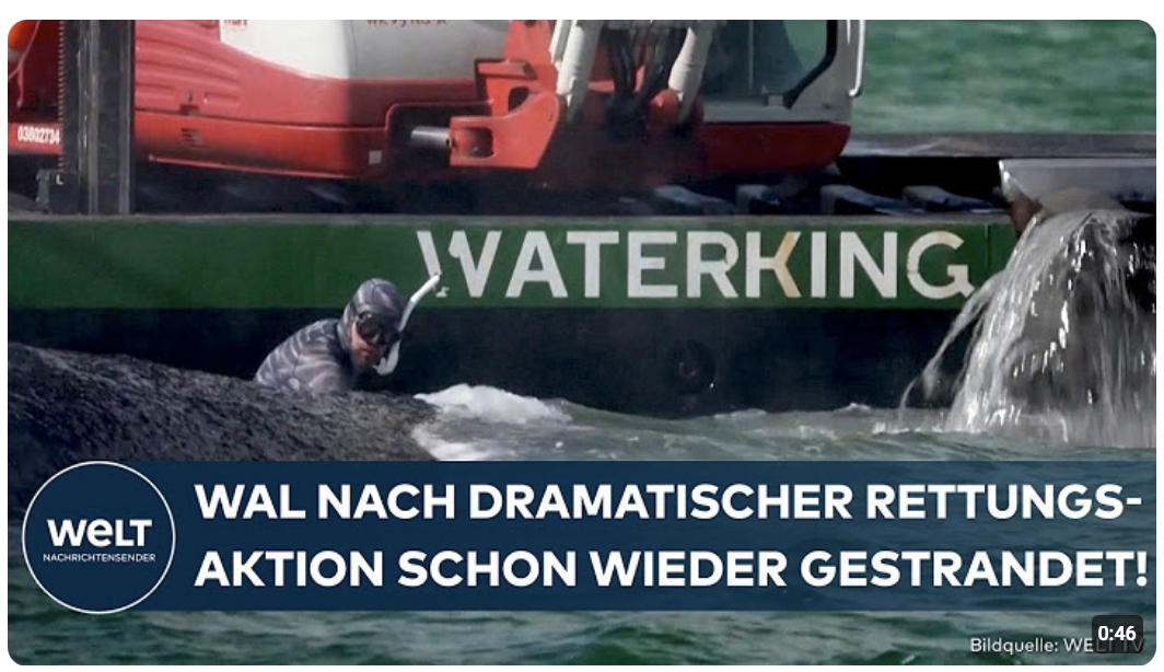 NEUES DRAMA IN DER OSTSEE: Kürzlich befreiter Buckelwal ist wieder gestrandet!