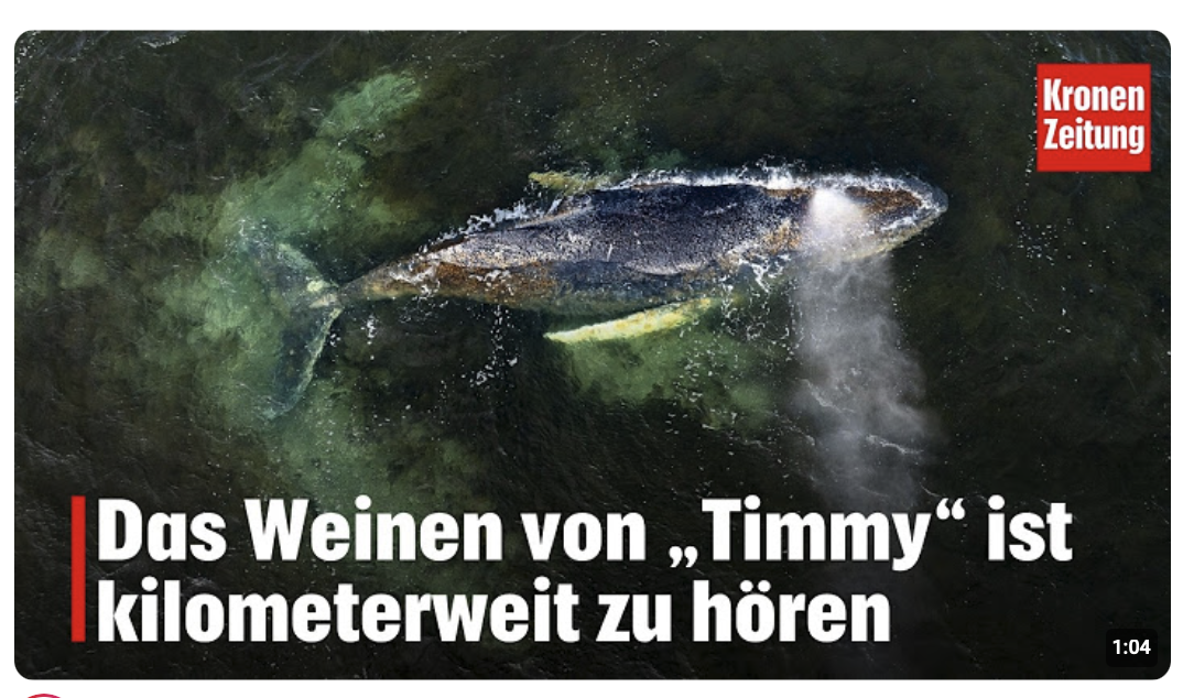 Das Weinen von „Timmy“ ist kilometerweit zu hören | krone.tv NEWS