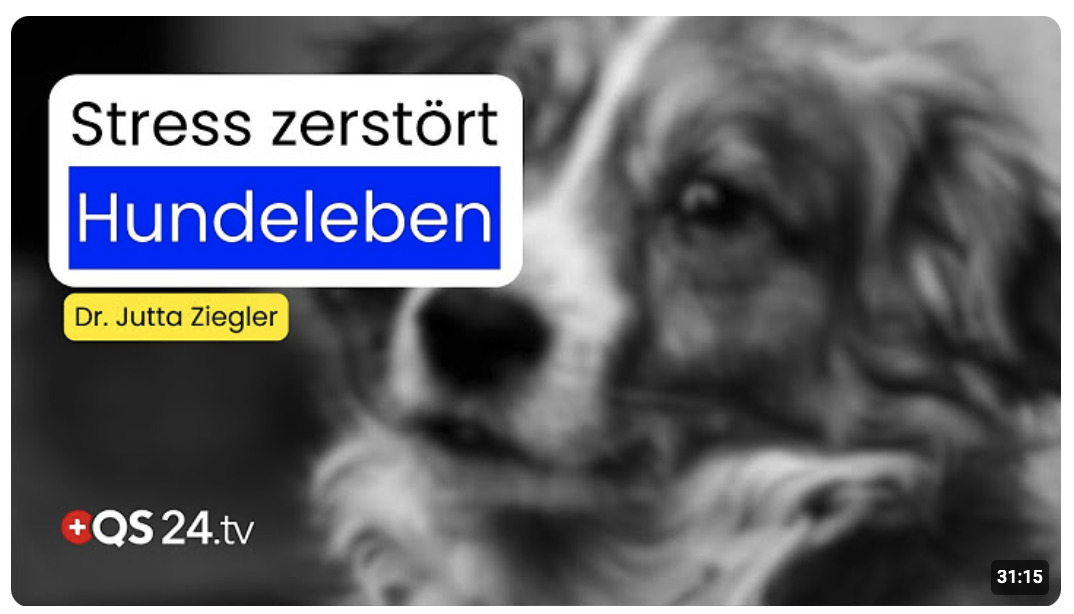 Stress, Angst und Verhaltensauffälligkeiten bei Hunden | Dr. Jutta Ziegler | Naturmedizin | QS24