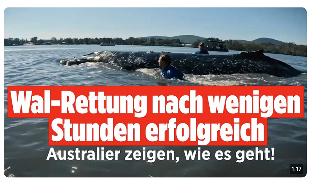 AUSTRALIEN: SO geht Wal-Rettung! Gestrandeter Buckelwal binnen 24 Stunden wieder frei!