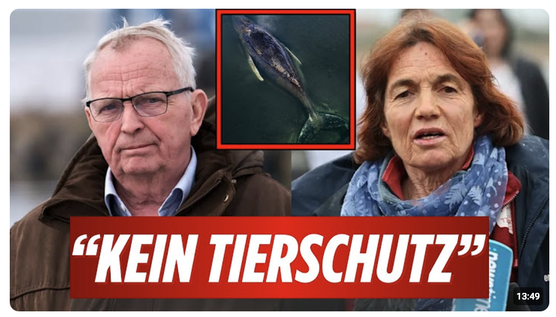 Tierärztin RECHNET MIT BACKHAUS AB! Walrettung behindert? Wie geht es Wal Timmy?