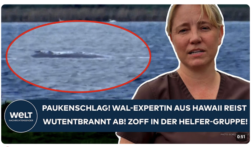 INSEL POEL: Paukenschlag! Wal-Expertin aus Hawaii reist wutentbrannt ab! Zoff in der Helfer-Gruppe!