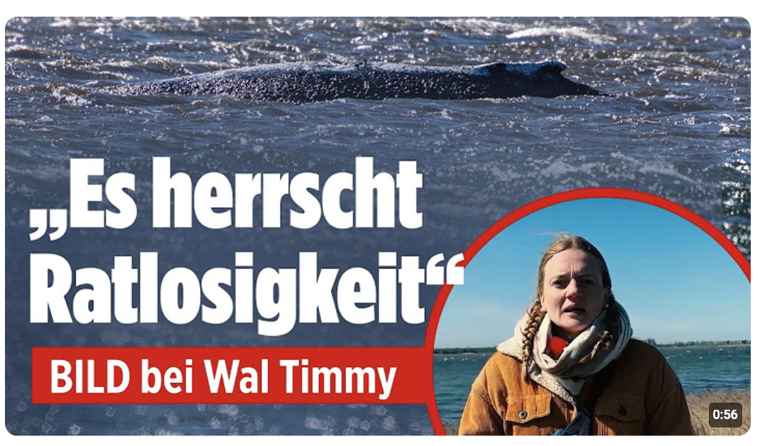 Ostsee-Drama um Wal Timmy: „Es herrscht Ratlosigkeit!“ – Buckelwal sitzt wieder fest!