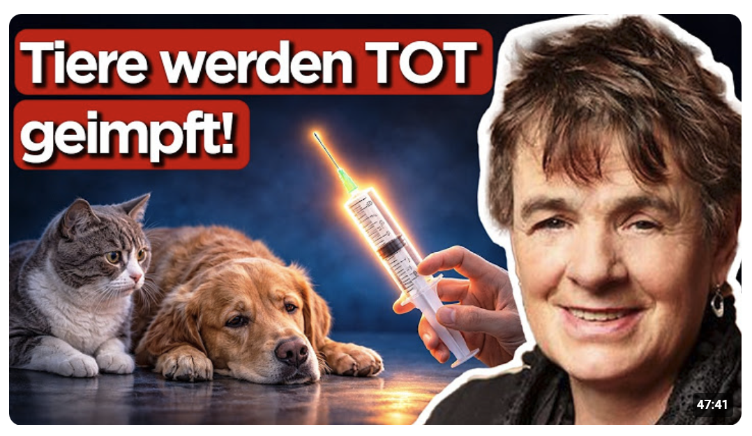 Krebs bei Haustieren explodiert: Tierärztin enthüllt, warum