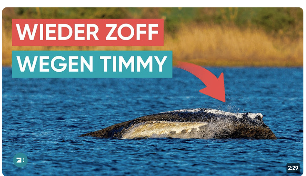 Zoff wegen Wal Timmy! Expertin bricht Rettung ab