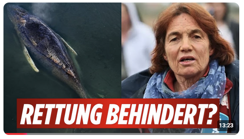 Jenna Wallace RECHNET mit HELFERTEAM AB! SCHWERE VORWÜRFE! Tierärztin im Koma! Wie geht es Timmy?