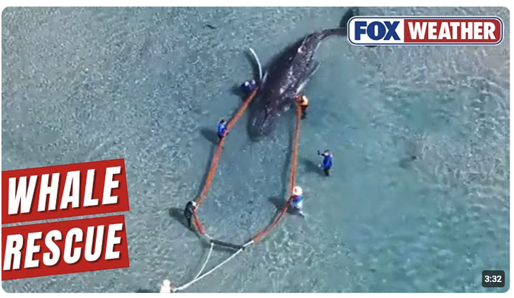 GERETTETER RIESE : Ein gestrandeter Buckelwal wurde in Australien wieder ins Meer entlassen