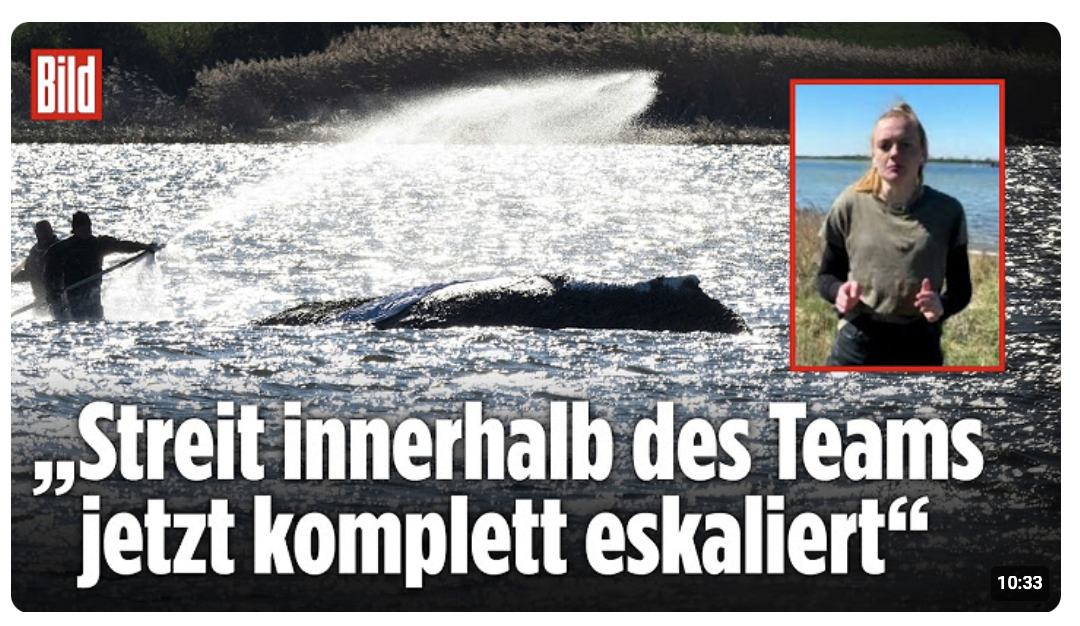 WAL-DRAMA: „Streit innerhalb des Teams jetzt komplett eskaliert“ – Rettung von Buckelwal Timmy!