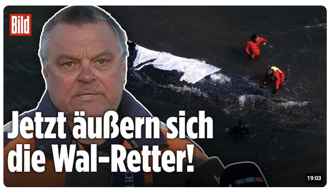 Walrettung in der Ostsee: „Lastkahn? Es gibt keinen Lastkahn!“ JETZT spricht das Retter-Team!